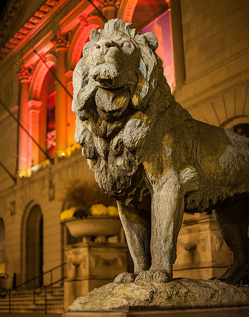 AIC Lion