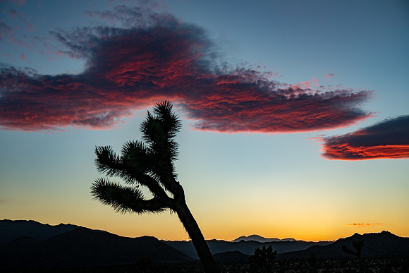 JoshuaTreeSunset, 2021