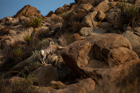 Big Horn Sheep, Joshua Tree
