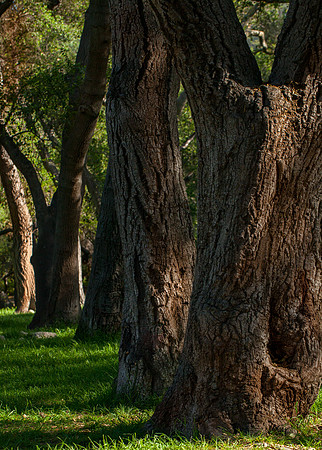 Trees