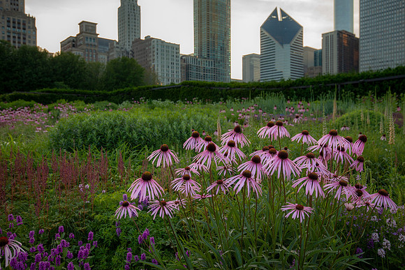 Spring 2018 Millennium Park