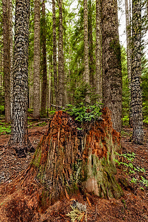 Forest Detail, Oregon (Photosketch)